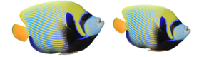 Angelfish PNG Transparent PNG Clip art