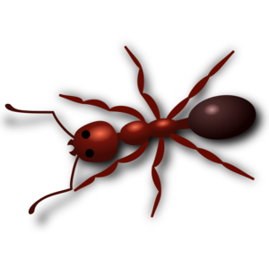 Ant PNG HD PNG Clip art