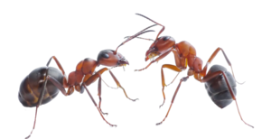 Ant PNG Pic PNG Clip art