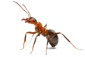 Ant PNG Picture PNG Clip art