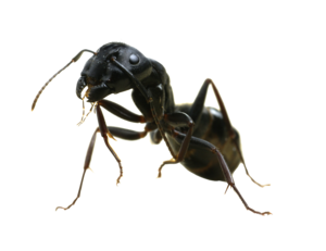 Ant PNG Transparent Image PNG Clip art
