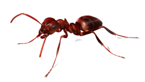 Ant Transparent Background PNG Clip art