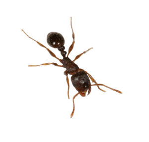 Ant Transparent PNG PNG Clip art