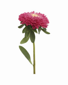 Aster PNG File PNG images