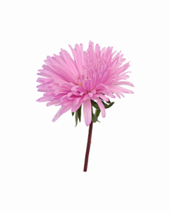Aster PNG Image PNG Clip art