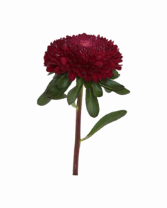 Aster PNG Photos PNG images