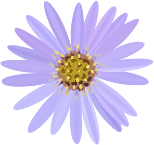 Aster Transparent PNG PNG icons