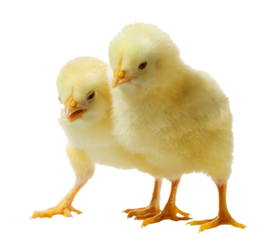 Baby Chicken PNG Clipart PNG Clip art
