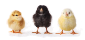 Baby Chicken PNG File PNG Clip art