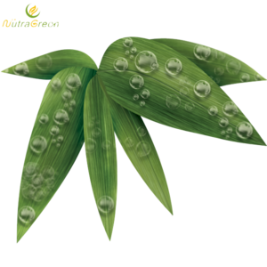 Bamboo Leaf PNG Photos PNG Clip art