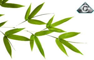 Bamboo Leaf PNG Pic PNG Clip art