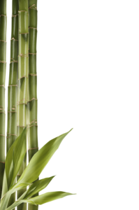 Bamboo PNG Clipart PNG Clip art