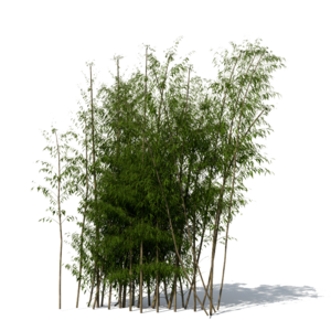 Bamboo PNG File PNG Clip art