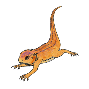 Bearded Dragon PNG Pic Clip art