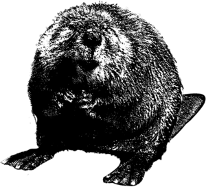 Beaver PNG Clipart Clip art