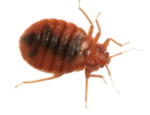 Bed Bug PNG Picture PNG Clip art