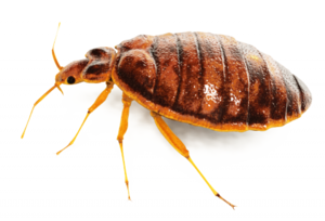 Bed Bug Spray PNG PNG Clip art