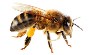 Bee Insect PNG PNG Clip art