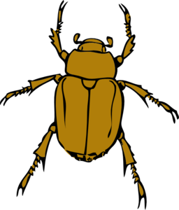 Beetle Bug Clip Art PNG PNG Clip art