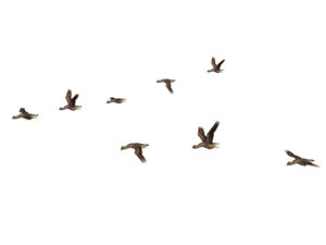 Birds PNG File PNG images