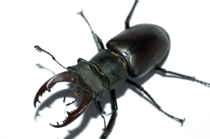 Black Beetle PNG Free Download PNG Clip art