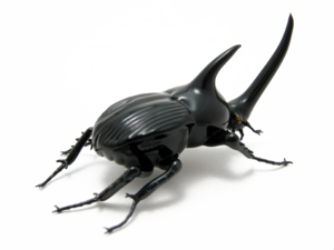 Black Beetle PNG Photo PNG Clip art