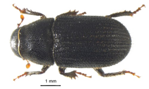 Black Beetle Transparent Background PNG Clip art