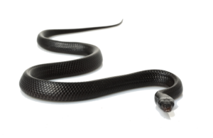 Black Snake PNG Clipart PNG Clip art