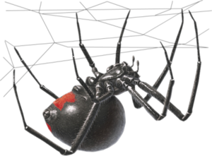 Black Widow Spider PNG Transparent Image PNG Clip art