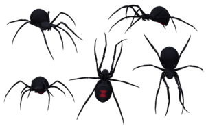 Black Widow Spider PNG Clip art