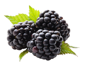 Blackberry Fruit PNG File PNG Clip art