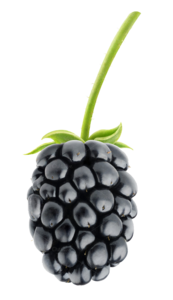 Blackberry Fruit PNG Photos PNG Clip art
