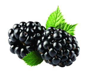 Blackberry Fruit PNG Transparent Image PNG Clip art