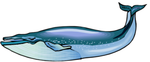 Blue Whale PNG HD PNG Clip art