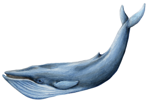 Blue Whale PNG Photos PNG Clip art