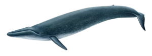 Blue Whale PNG Picture PNG Clip art