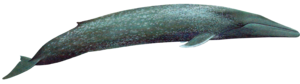 Blue Whale PNG Transparent Picture PNG Clip art