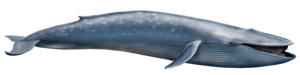 Blue Whale PNG Transparent PNG Clip art