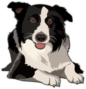 Border Collie PNG Clipart PNG images
