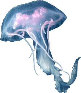 Box Jellyfish PNG Clipart PNG Clip art