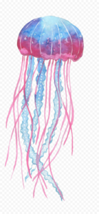 Box Jellyfish PNG Transparent Image Clip art