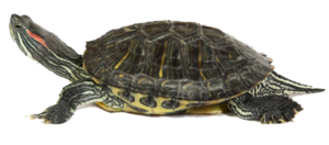 Box Turtle PNG Transparent Image PNG Clip art