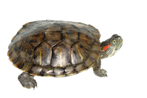 Box Turtle Transparent PNG PNG Clip art