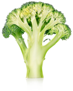 Broccoli PNG No Background PNG Clip art