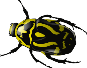 Bugs PNG Clipart PNG Clip art