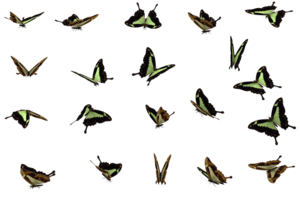 Butterflies Swarm PNG File PNG Clip art