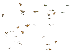 Butterflies Swarm PNG Image PNG images