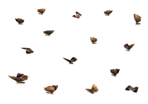 Butterflies Swarm PNG Transparent Image PNG Clip art