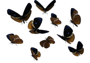 Butterflies Swarm Transparent PNG PNG Clip art