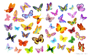 Butterflies Vector PNG File PNG images